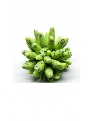 Jabón Piñón - Verde con Motivos Jabón Piñón - Verde con Motivos