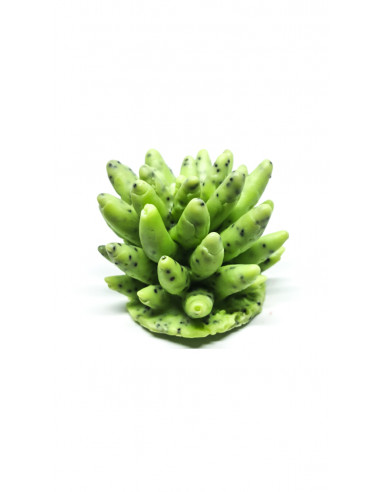 Jabón Piñón - Verde con Motivos Jabón Piñón - Verde con Motivos